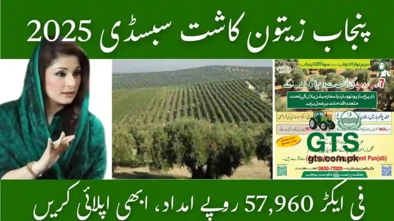 Punjab Olive Farming Subsidy 2025 – Apply Now for Rs. 57,960 per Acre Support 3 Punjab Olive Farming Subsidy 2025