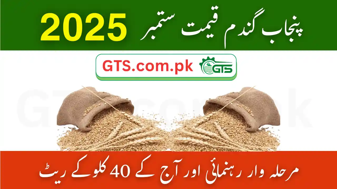 Gandam Price September 2025 (Punjab) – Step-by-Step Guide & Today’s 40kg Rates 1 Gandam Price September