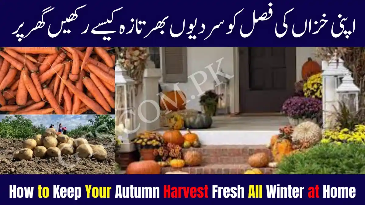 How to Keep Your Autumn Harvest Fresh All Winter at Home 1 Autumn Harvest Fresh All Winter