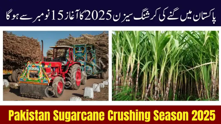 Pakistan Sugarcane Crushing Season 2025 to Start on November 15 – Govt Issues Strict Orders for Timely Payments 5 Pakistan Sugarcane Crushing Season 2025