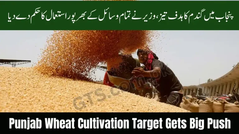 Punjab Wheat Cultivation Target Gets Big Push as Minister Orders Full Use of Resources 6 Punjab Wheat Cultivation Target Gets Big Push