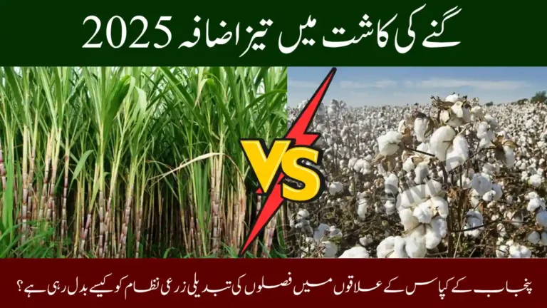 Sugarcane Expansion in Cotton Zones 2025 – How Punjab’s Crop Shift Is Reshaping Agriculture 5 Sugarcane Expansion in Cotton Zones 2025
